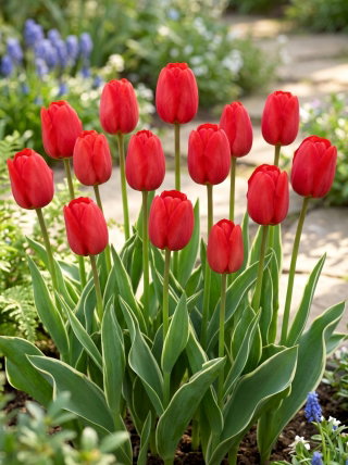 Tulipan Darwidesign - GIGA paczka! - 250 szt.