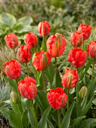 Tulipan Flower Power - duża paczka! - 50 szt.