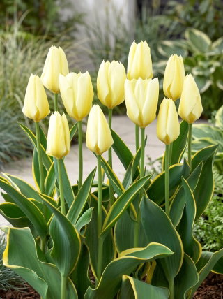 Tulipan Purissima Design - duża paczka! - 50 szt.
