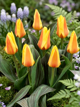 Tulipan Miskodeed - duża paczka! - 50 szt.