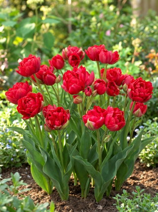 Tulipan Estatic - 5 szt.