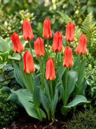 Tulipan Oriental Beauty - duża paczka! - 50 cebulek