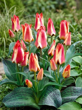 Tulipan Sylvia Warder - 5 cebulek
