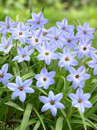 Ipheion - Ifejon - Uniflorum - 10 szt.