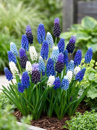 Szafirek - Muscari - zestaw kolorowych odmian - 160 szt.