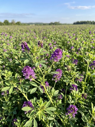 Lucerna siewna Eugenia - 0,5 kg