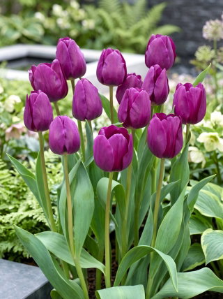 Tulipan fioletowy - Violet - duża paczka! - 50 szt.