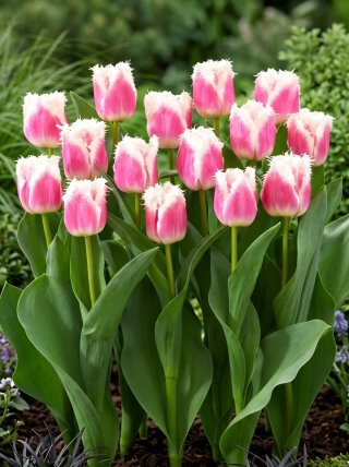 Tulipan Hawaii - GIGA paczka! - 250 szt.