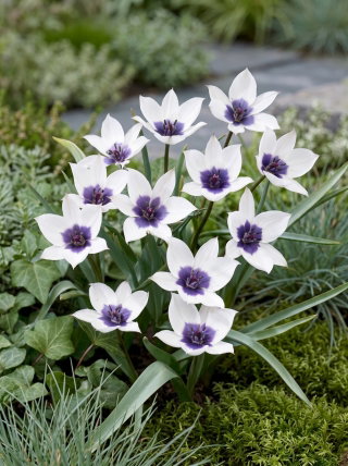 Tulipan Alba Coerulea Ocul - duża paczka! - 50 szt.