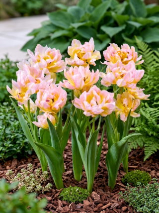 Tulipan Password - 5 szt.