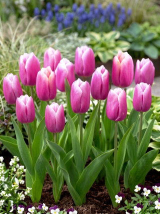 Tulipan Holland Beauty - 5 szt.