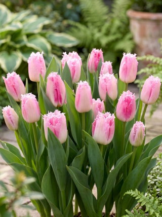 Tulipan Edinburgh - duża paczka! - 50 szt.