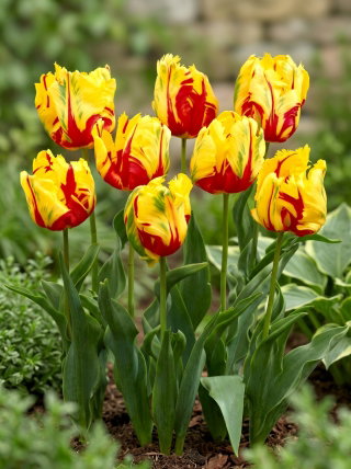 Tulipan Texas Flame - 5 cebulek
