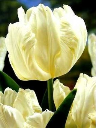 Tulipan White Parrot - opak. 5 szt.