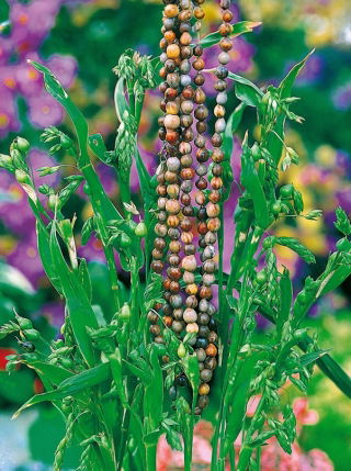 Łzawica - Łzy Hioba - 15 nasion