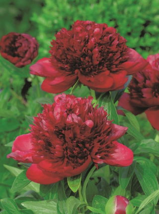 Piwonia, Paeonia - Red Charm - sadzonka - duża paczka! - 10 szt.