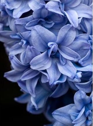 Hiacynt Blue Tango - pełny - op. 3 szt.