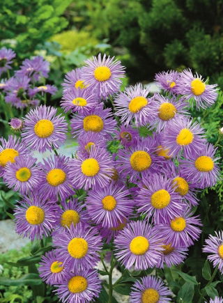 Przymiotno okazałe - niebieskie - 700 nasion