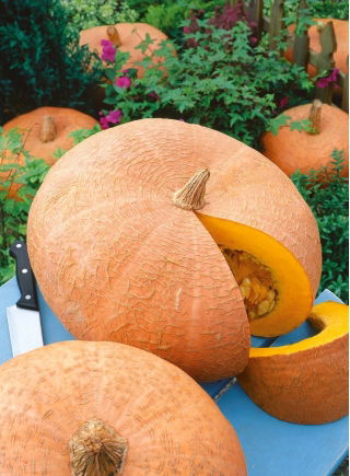 Dynia olbrzymia Jaune Gros de Paris - 100 gram