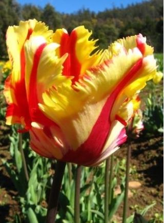 Tulipan Flaming Parrot - opak. 5 szt.