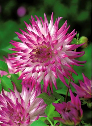 Dalia - Dutch Explosion