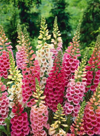 Naparstnica purpurowa Excelsior - mieszanka