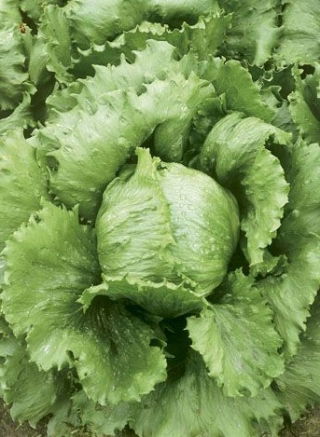 Sałata Kumak - NANO-GRO - 30% większe zbiory
