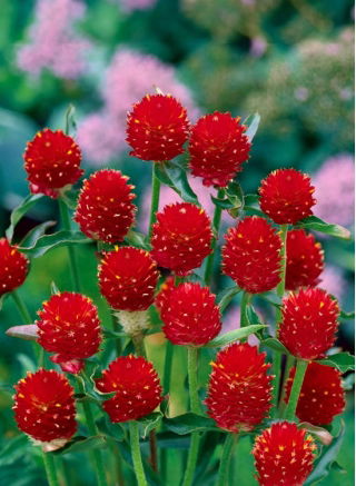 Gomfrena - Strawberry Fields - idealna do suszenia