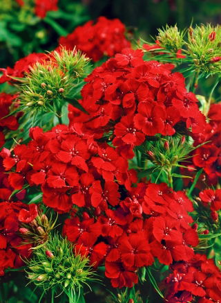 Goździk brodaty Scarlet Beauty - szkarłatny - 450 nasion