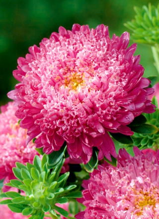 Aster pełny Sidonia - karminowy