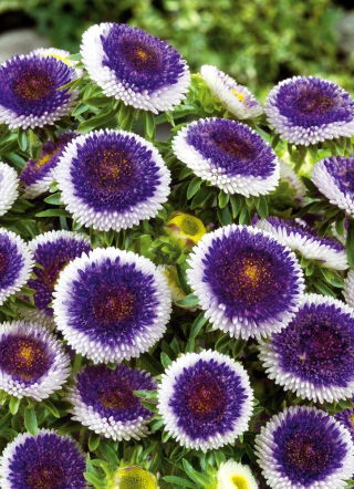 Aster chiński Blue Moon - 250 nasion