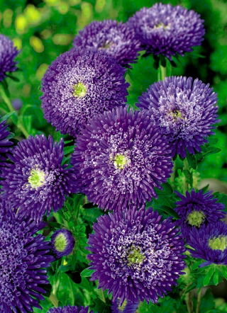 Aster pełny Sidonia - fioletowy
