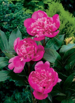 Piwonia, Paeonia - Edulis Superba - sadzonka - GIGA paczka! - 50 szt.