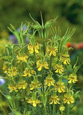 Czarnuszka orientalna