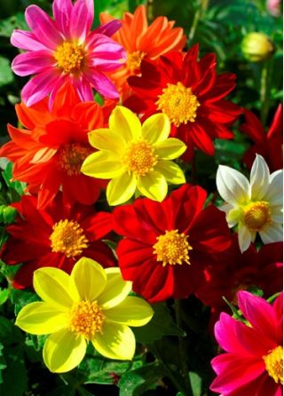 Dalia zmienna Mignon - 120 nasion