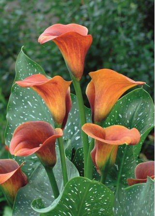 Calla Mango