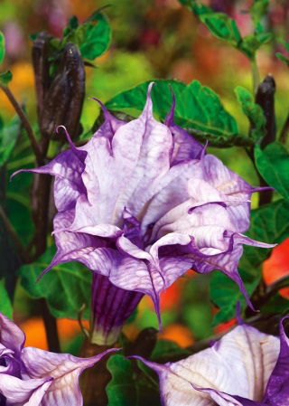 Bieluń surmikwiat Ballerina