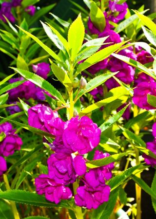 Niecierpek balsamina Sandra