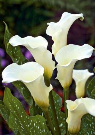 Zantedeschia, Calla - Kalla, Kalia białokremowa Albomaculata - 1 cebula