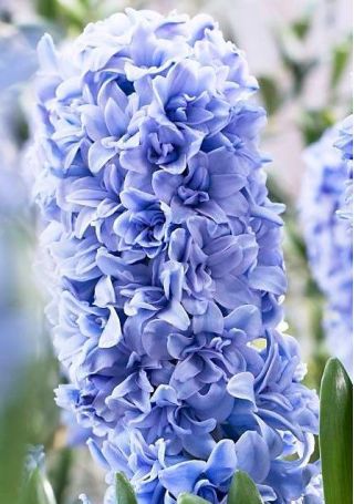 Hiacynt Blue Tango - pełny - op. 3 szt.