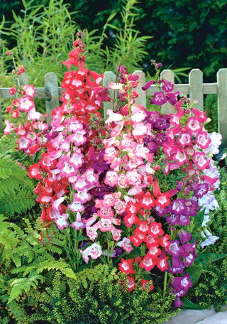 Penstemon - 640 nasion