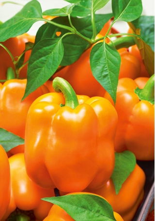 Papryka Rewia - słodka - 100 nasion