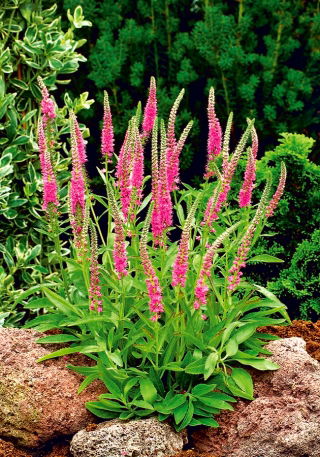 Przetacznik kłosowy różowy - Rose - GIGA paczka! - 50 szt.