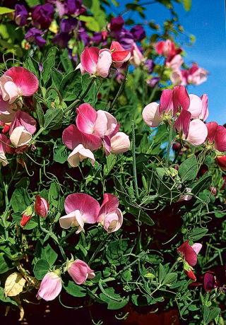 Groszek pachnący Pansy Lavender Flash