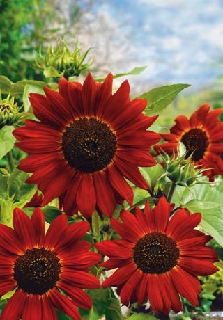 Słonecznik ozdobny Velvet Queen - 100 g