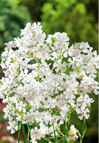 Firletka smółka - biała