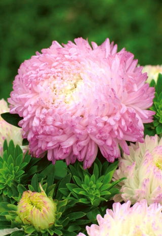 Aster peoniowy Anielka - biało-różowy