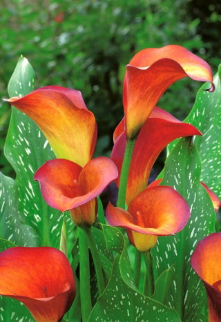 Calla Flame - GIGA paczka! - 50 cebulek