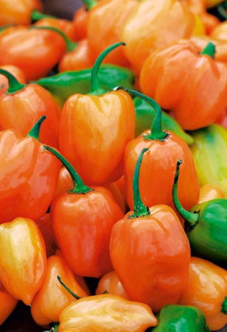 Papryka Habanero Orange - ostra, pomarańczowa