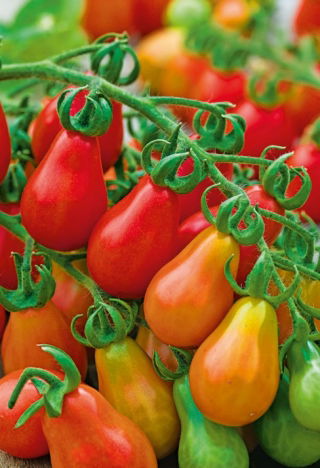 Pomidor Red Pear - koktajlowy